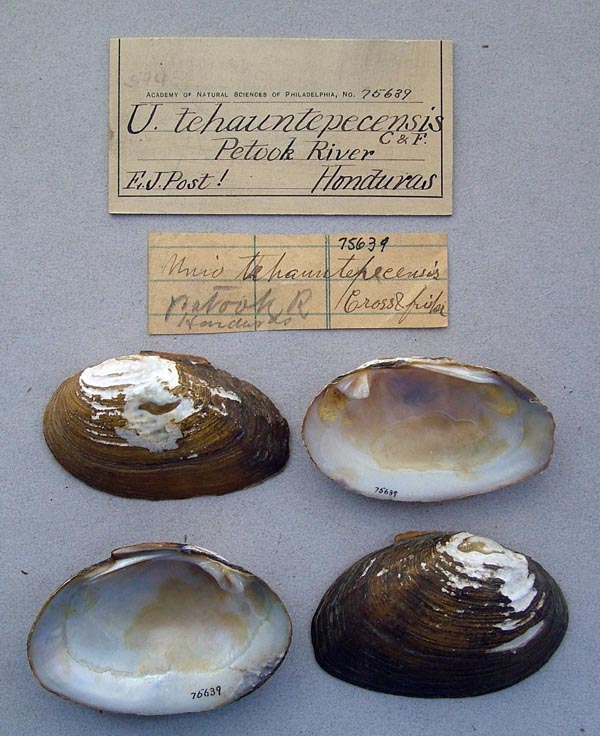 specimen