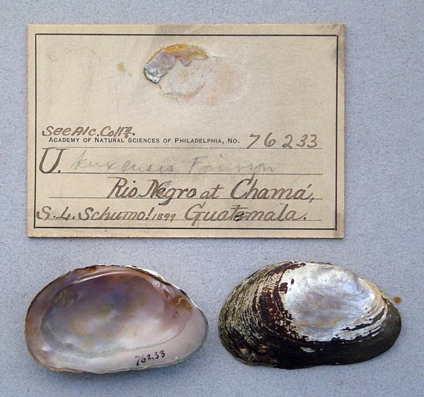 specimen
