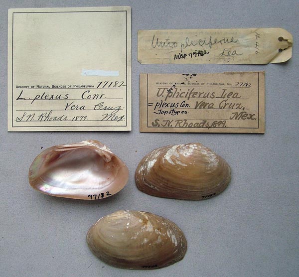 specimen