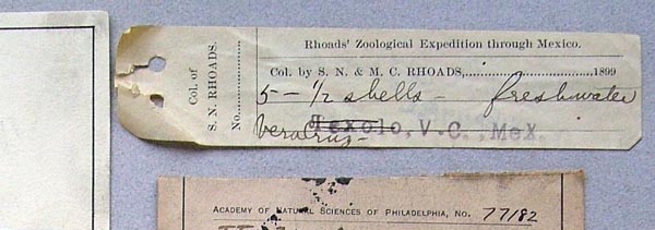 specimen