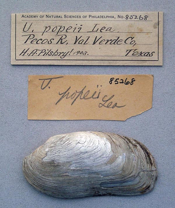 specimen
