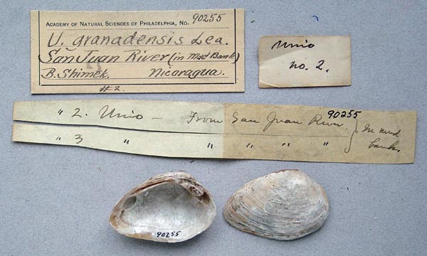 specimen
