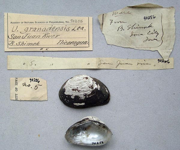 specimen