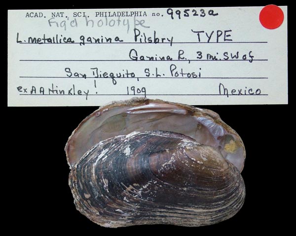 specimen