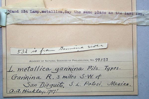 specimen