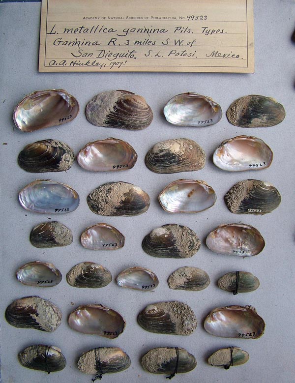 specimen
