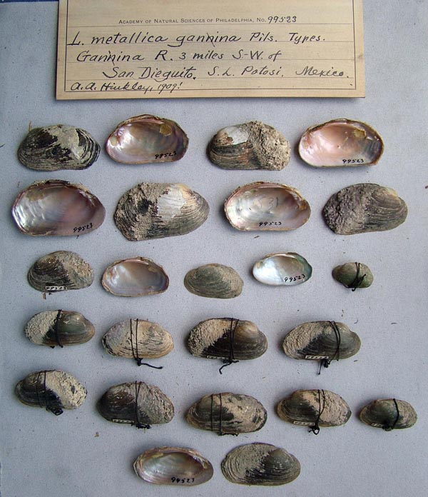 specimen