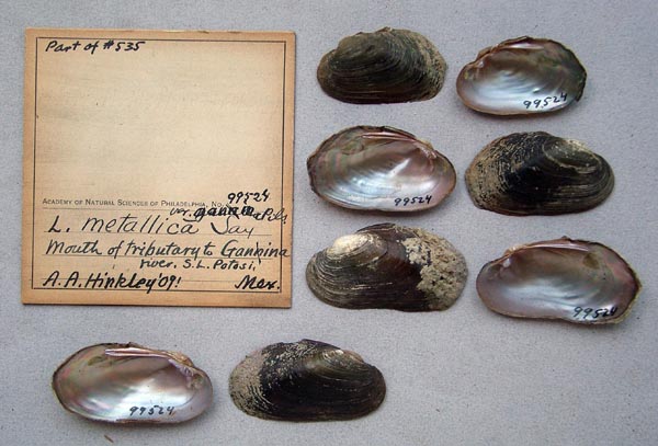 specimen