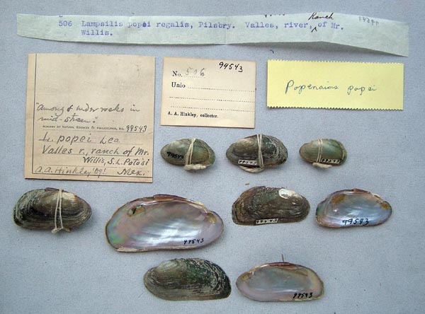 specimen