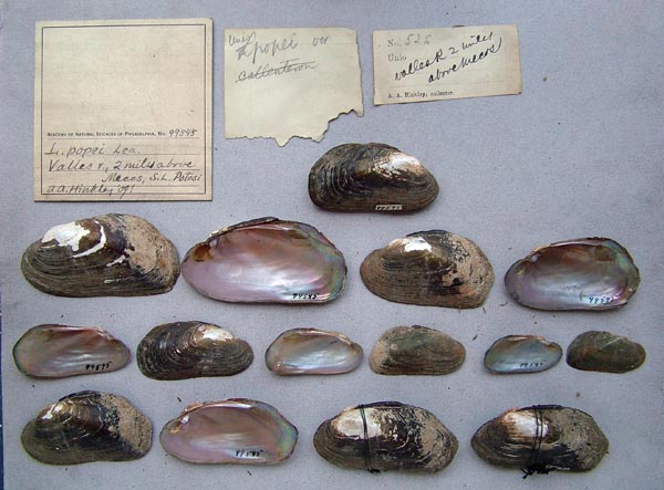 specimen