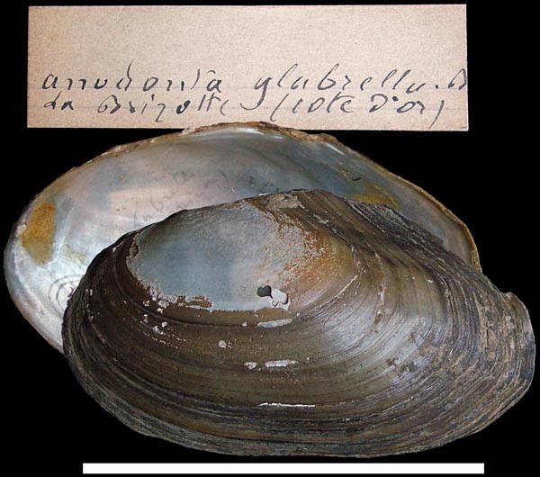 specimen