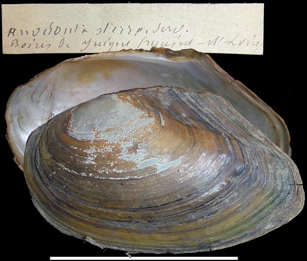 specimen