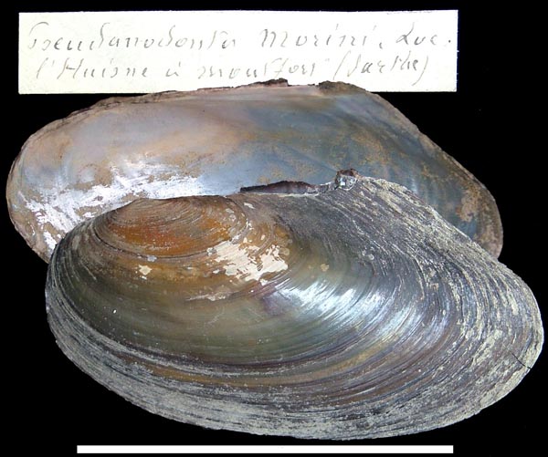 specimen