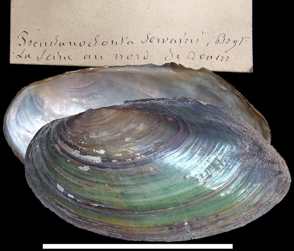 specimen