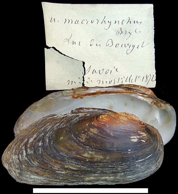 specimen