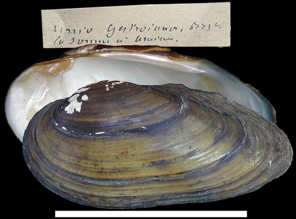 specimen