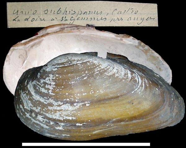 specimen