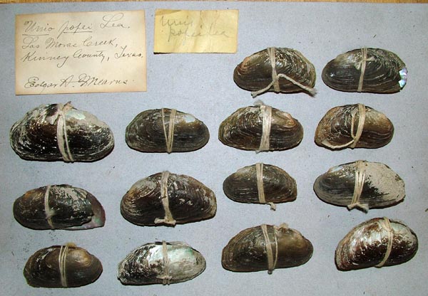 specimen