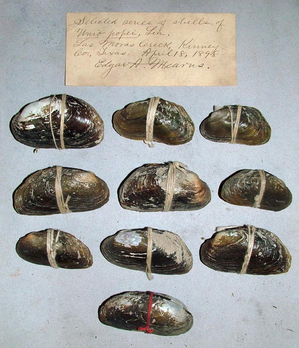 specimen
