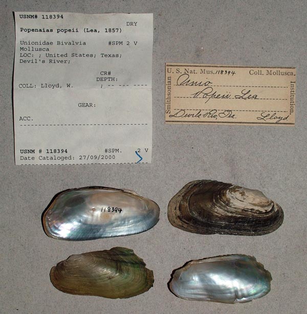 specimen