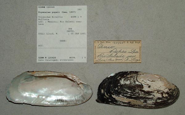 specimen