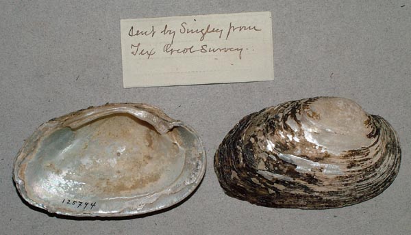 specimen