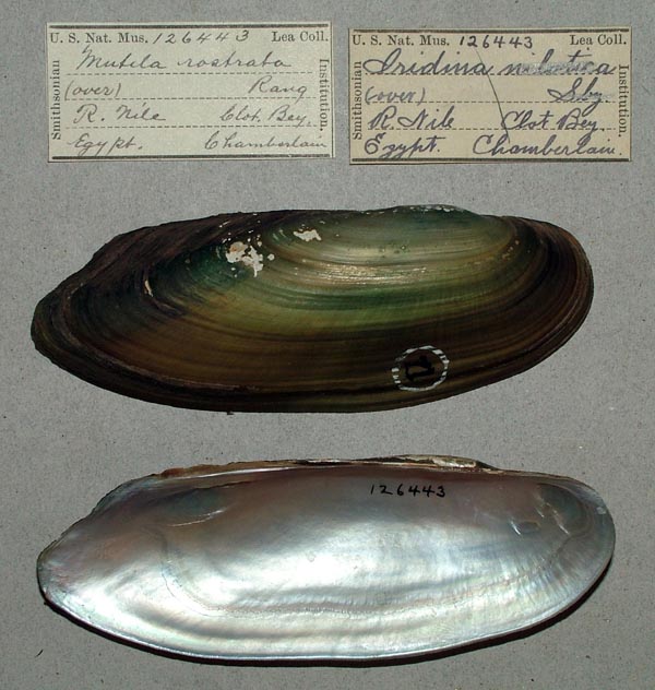 specimen