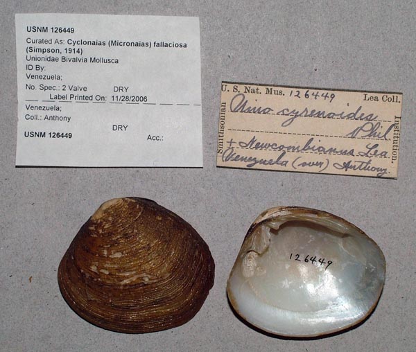 specimen