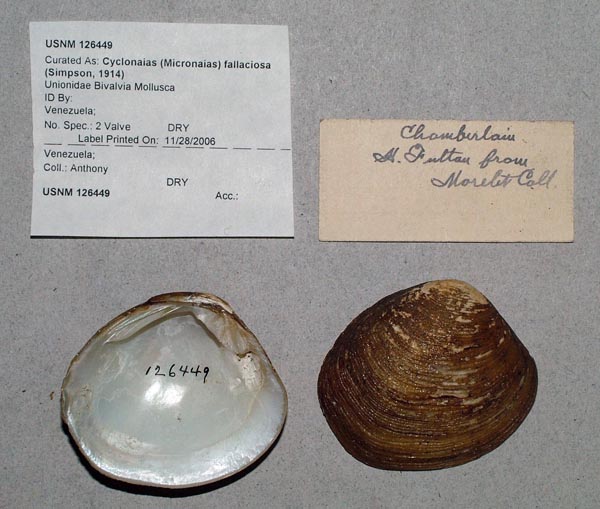 specimen