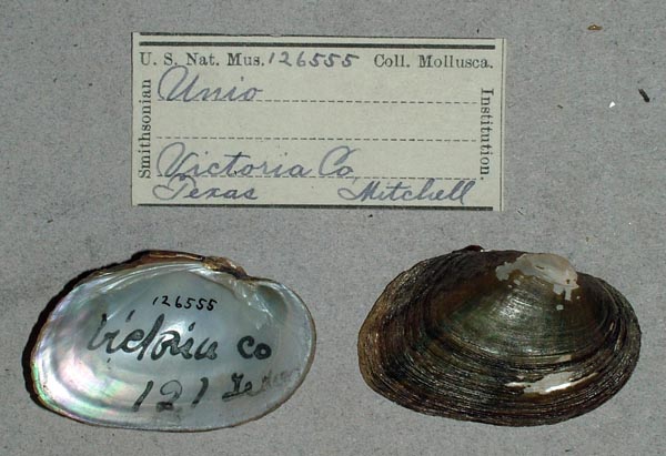 specimen
