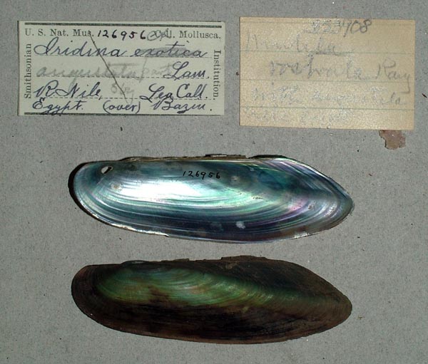 specimen