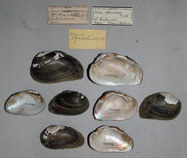 specimen