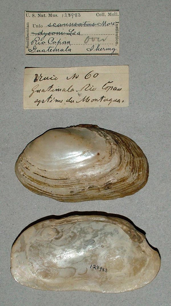 specimen