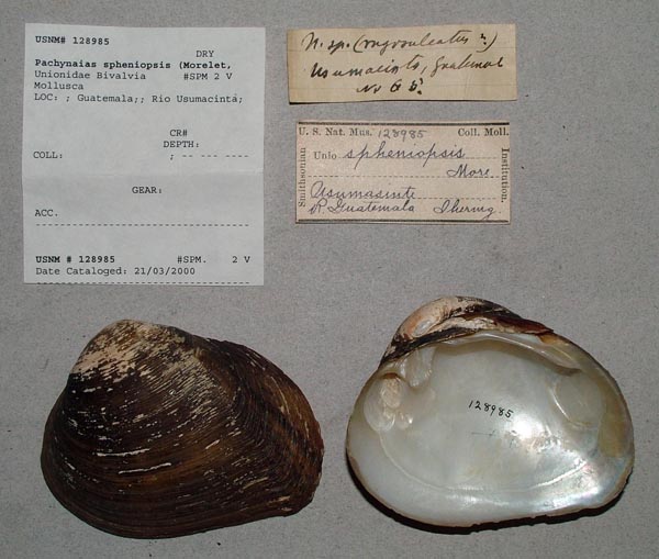specimen