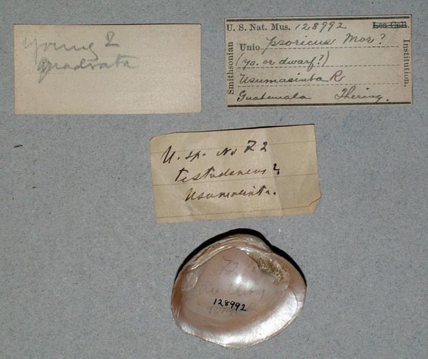 specimen