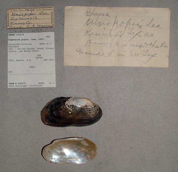 specimen
