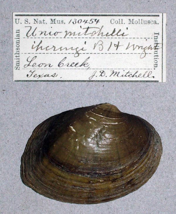 specimen