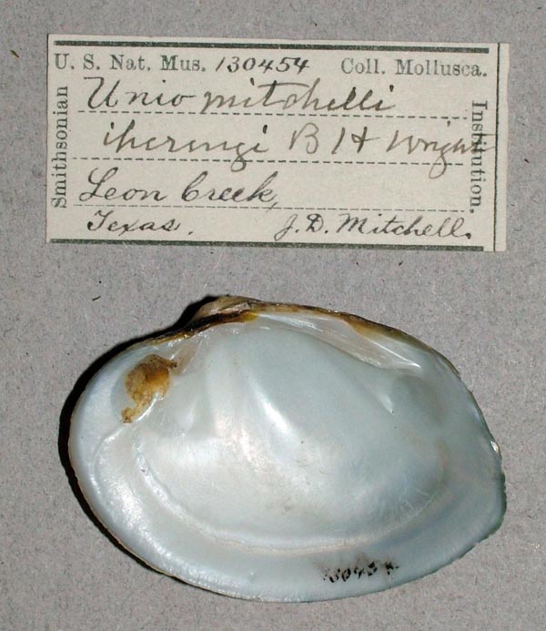 specimen