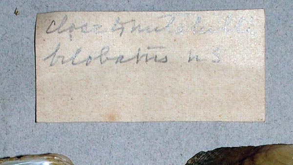 specimen