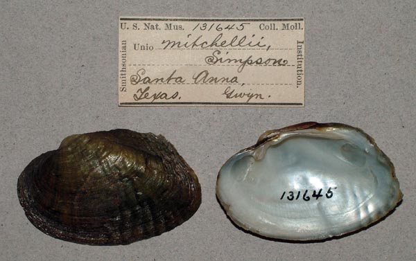 specimen