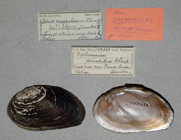 specimen