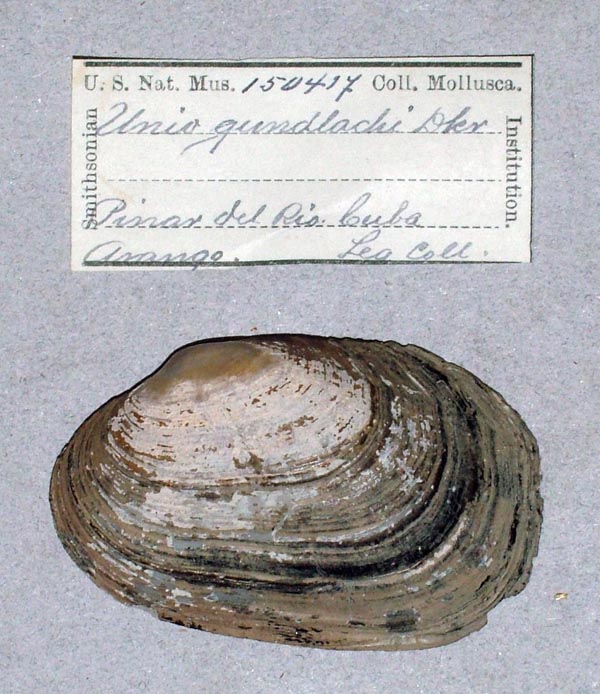 specimen