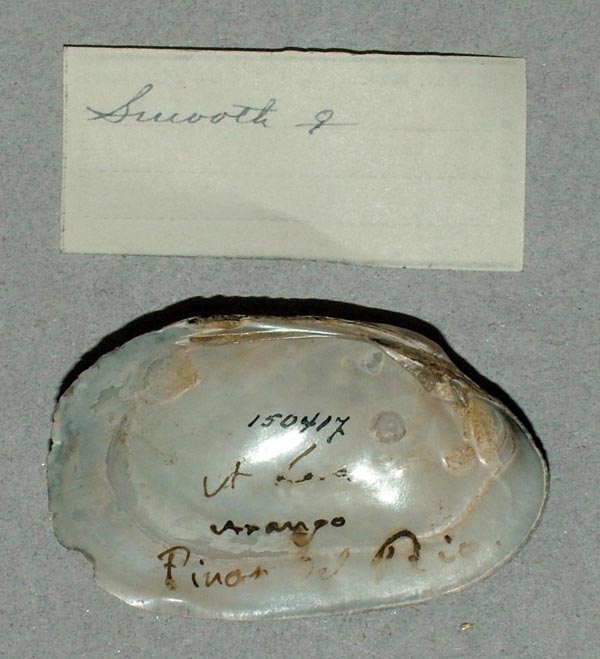 specimen