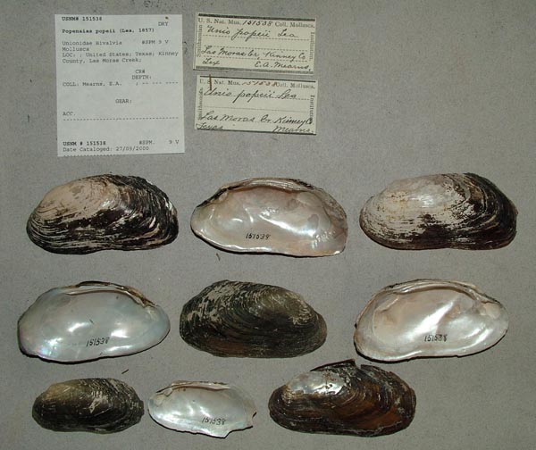 specimen