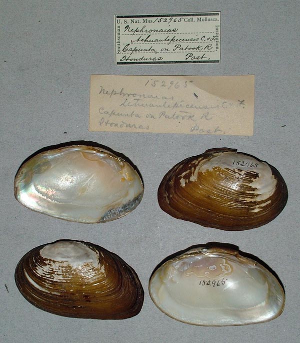 specimen