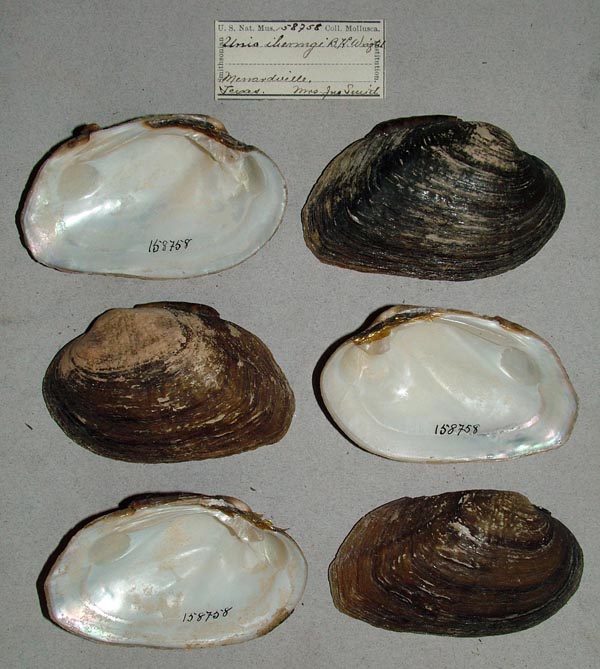 specimen