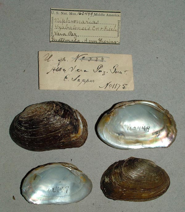specimen