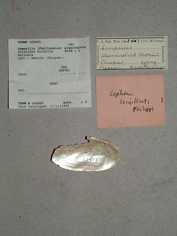 specimen