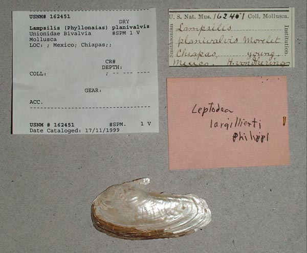 specimen