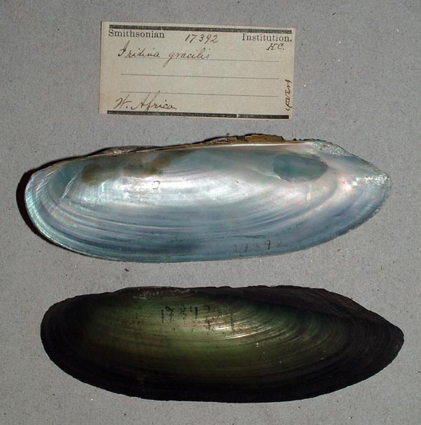 specimen